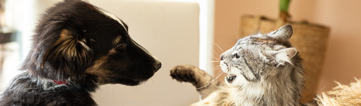 Assurance Chien/Chat : les résultats de la deuxième édition du baromètre Solly Azar x OpinionWay