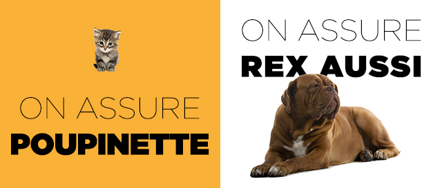 visuel_chiens_chats assurance animaux solly azar
