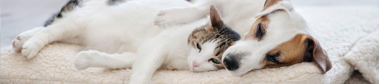 Les Chiffres Clés Des Chiens Et Chats En France Solly Azar